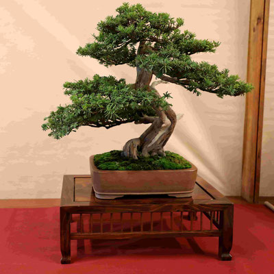 21 Tasso cuspidata - Amici del Bonsai Castellanza