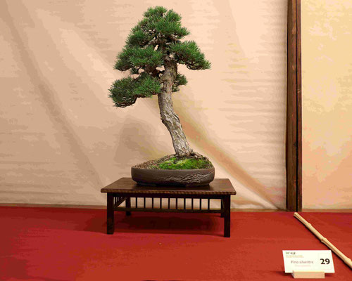 29 Pino silvestre - Bonsai Club Alessandria