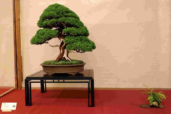 33 Ginepro chinensis v. Itoigawa - Circolo Bonsai Lecco