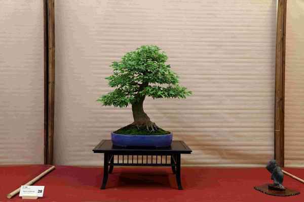 28 Acero buergerianum - Bonsai do Groane