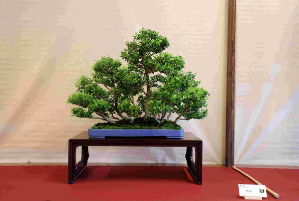 23 Bosso (Buxus sempervirens) - Bonsai Club Ticino