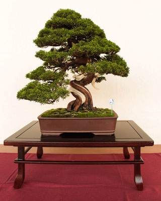 Juniperus chinensis v. Itoigawa - Associazione Bonsai il Moro