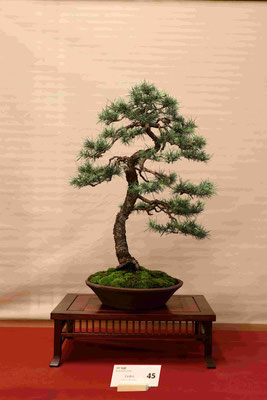 45 Cedro deodara - Brianza Bonsai