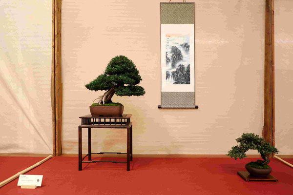 9 Tasso cuspidata - Studio Bonsai Insubria