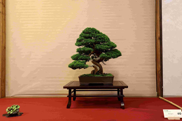 40 Ginepro chinensis v. Itoigawa - Associazione Bonsai il Moro