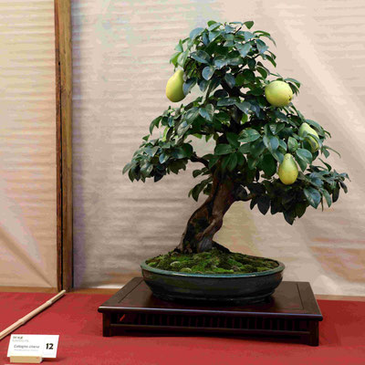 12 Cotogno Pseudocydonia sinensis - Bonsai Blu
