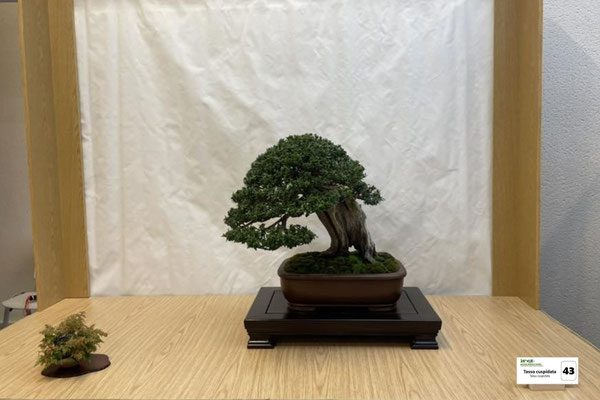 43 Tasso cuspidata - Brianza Bonsai