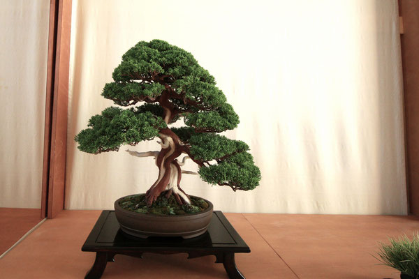 27. Ginepro chinensis v. Itoigawa - Associazione Bonsai Arte e Natura Lecco