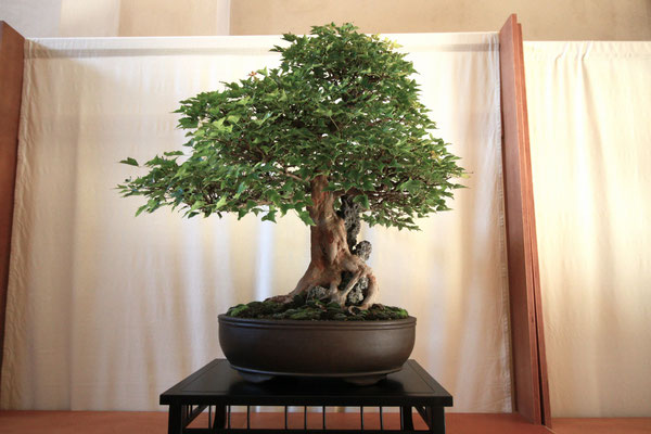 36. Acero buergerianum - Pasquè Bonsai Club