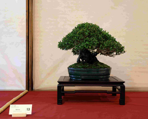 13 Mirto - Bonsai Blu