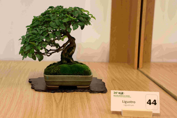 44 Ligustro - Brianza Bonsai
