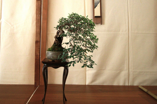 19. Carpino Turczaninovii - Bonsai Club Somma