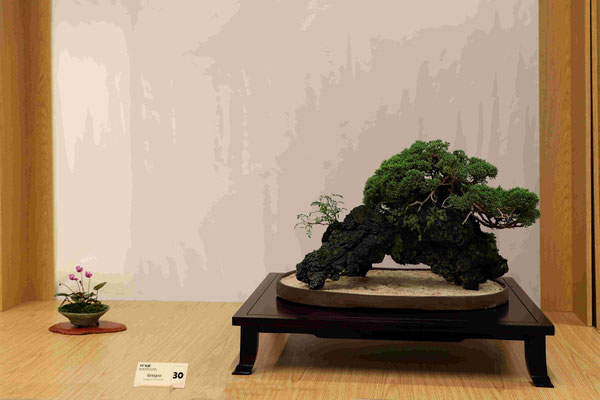 30 Ginepro chinensis - Pasquè Bonsai Club