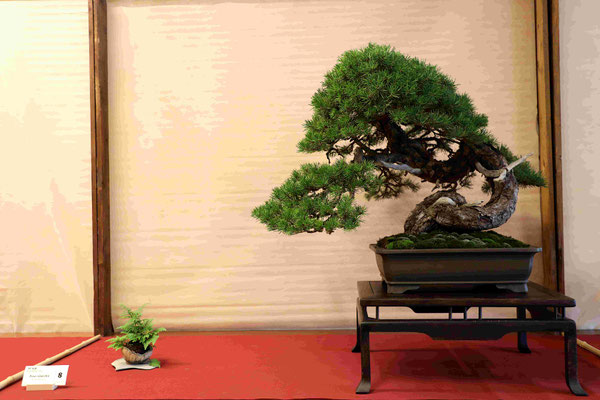 8 Pino silvestre - Studio Bonsai Insubria