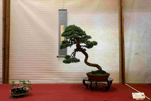 18 Ginepro chinensis v. Itoigawa - Bonsai Club Amici del Verde 