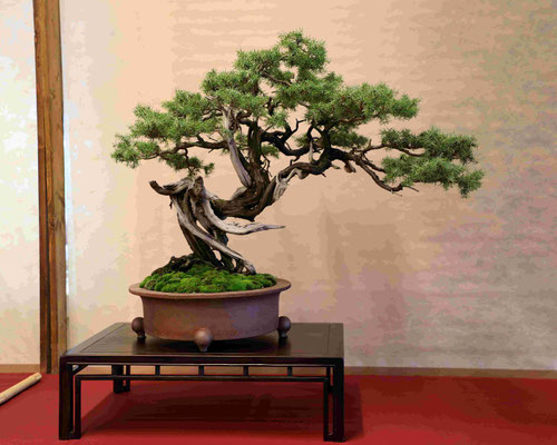 38 Ginepro comune - Bonsai Club Somma