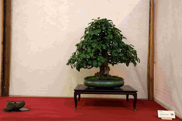 18 Cotogno Pseudocydonia sinensis - Bonsai Club Amici del Verde 