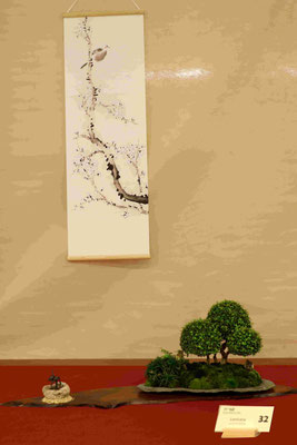 32 Lonicera (Lonicera nitida) - Circolo Bonsai Lecco