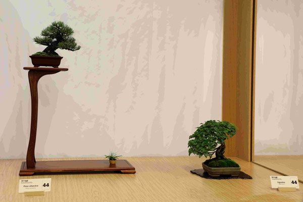 44 Pino silvestre e ligustro - Brianza Bonsai
