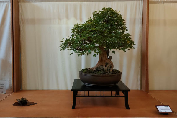 36. Acero buergerianum - Pasquè Bonsai Club