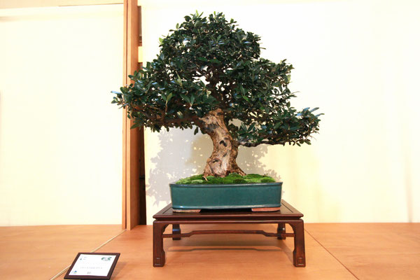 10. Ulivo (Olea europea) - Associazione Arte e Cultura Bergamo Bonsai