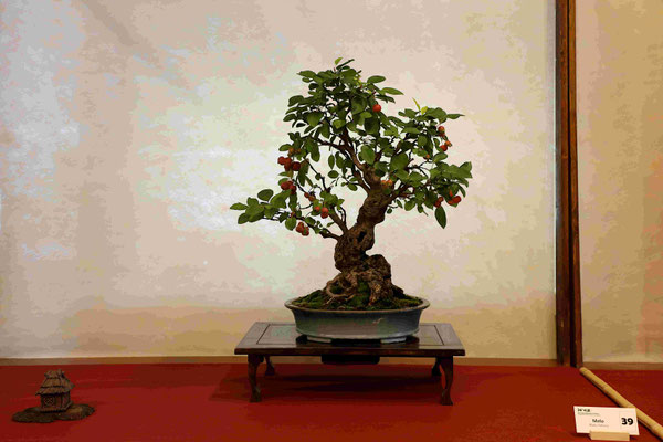 39 Melo (Malus halliana) - Bonsai Club Somma