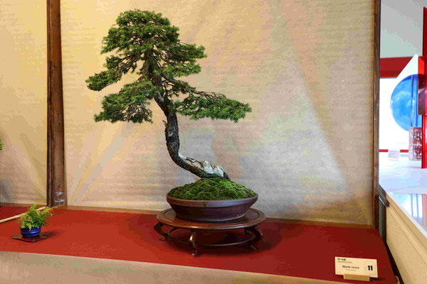 11 Abete Rosso - Bonsai Blu