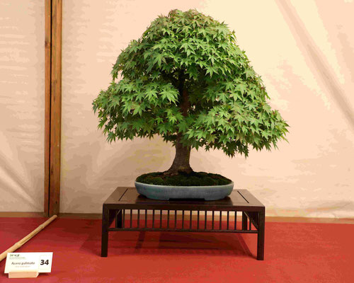 34 Acero palmato - Bonsai Club Torino