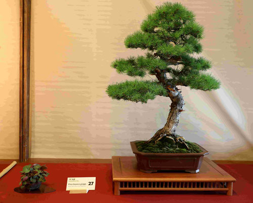 27 Pino parviflora pentaphylla - Bonsai do Groane