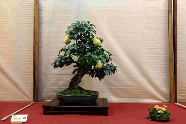 12 Cotogno Pseudocydonia sinensis - Bonsai Blu