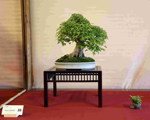 35 Acero buergerianum - Bonsai Club Torino