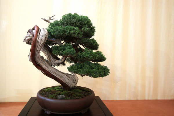 9. Ginepro Chinensis var. kishu - Bonsai Blu