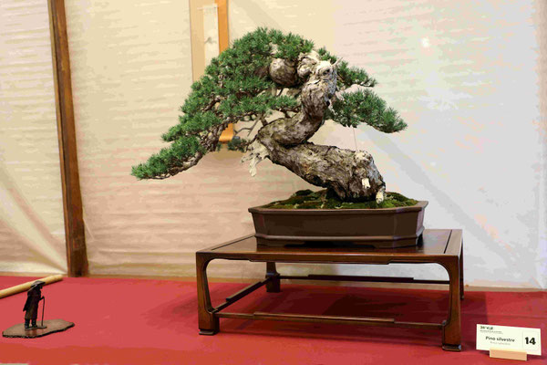 14 Pino silvestre - Studio Botanico