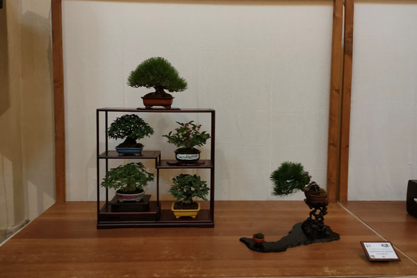 40. Composizione shohin - Associazione Bonsai il Moro