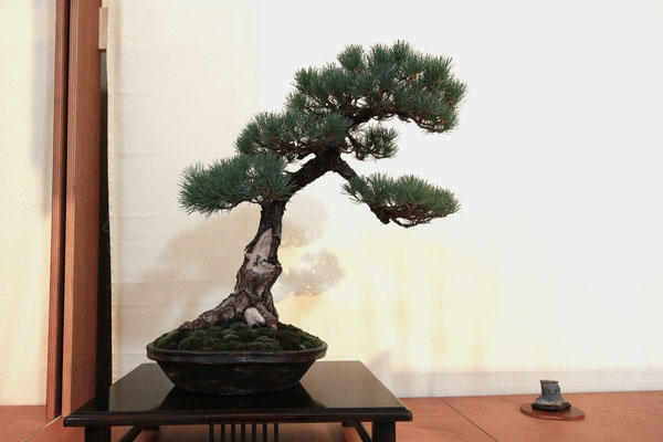 20. Pino bianco giapponese pentaphilla - Amici del Bonsai Castellanza