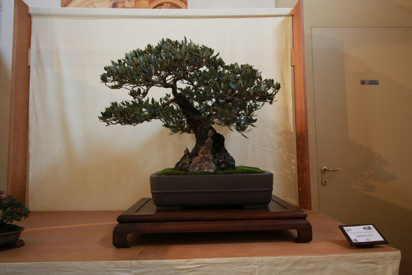 32. Quercus ilex - Brianza Bonsai