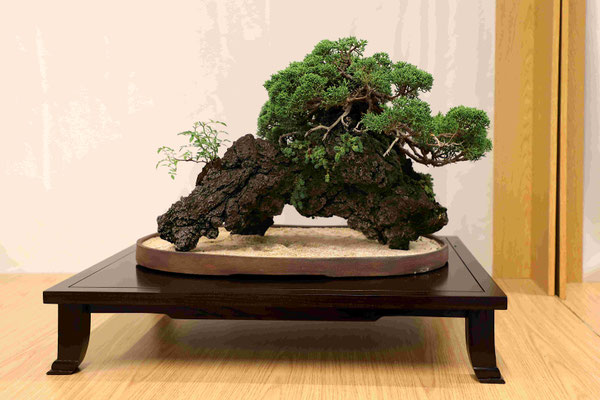 30 Ginepro chinensis - Pasquè Bonsai Club