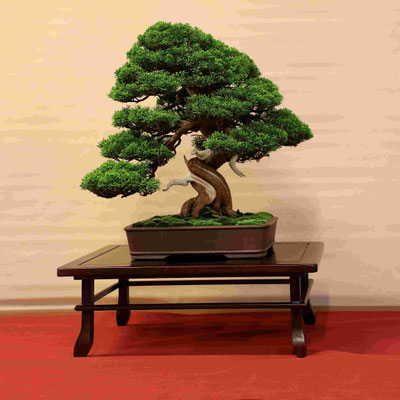40 Ginepro chinensis v. Itoigawa - Associazione Bonsai il Moro