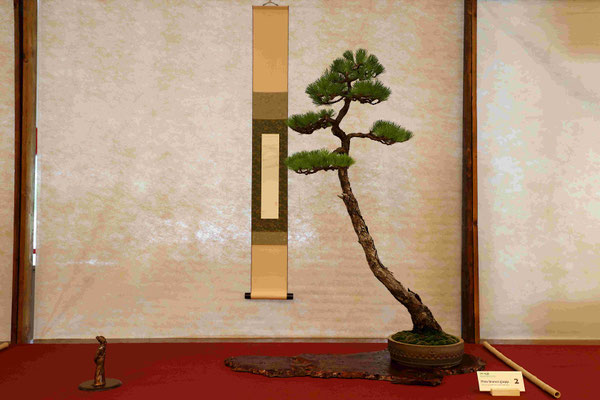 2 Pino parviflora pentaphylla - Bonsai Wood Club