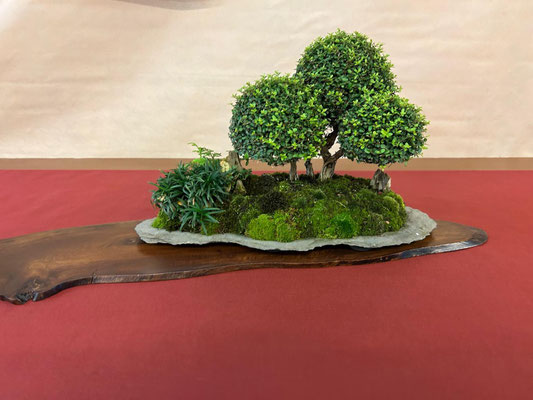 32 Lonicera (Lonicera nitida) - Circolo Bonsai Lecco
