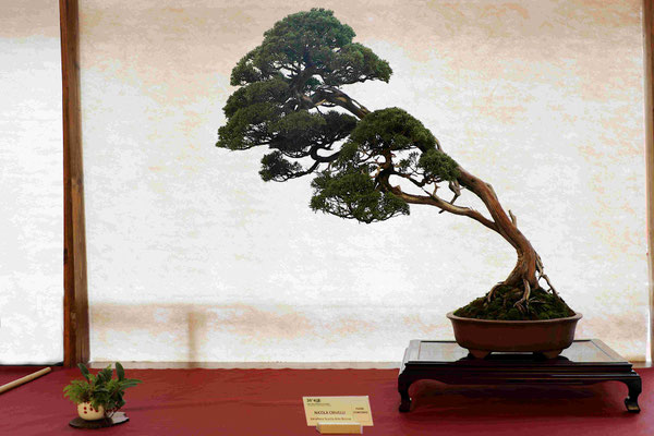 Ginepro chinensis - Nicola Crivelli
