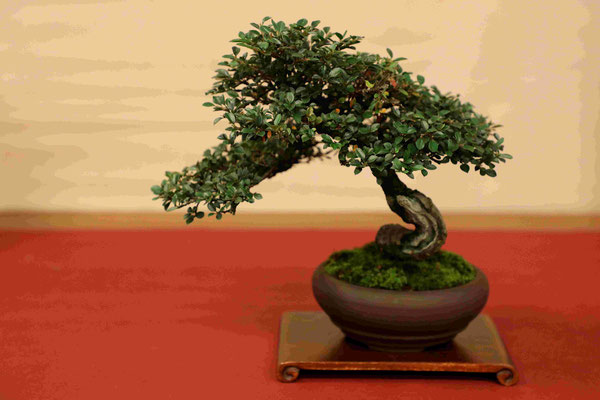 9 Cotoneaster - Studio Bonsai Insubria