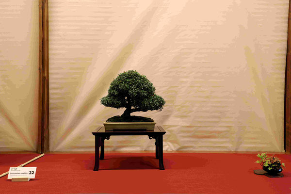 22 Trachelospermum asiaticum Gelsomino orientale - Amici del Bonsai Castellanza