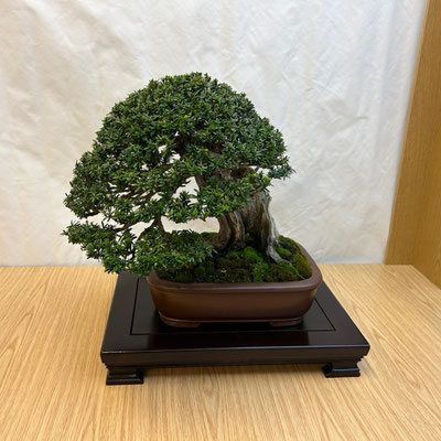 43 Tasso cuspidata - Brianza Bonsai