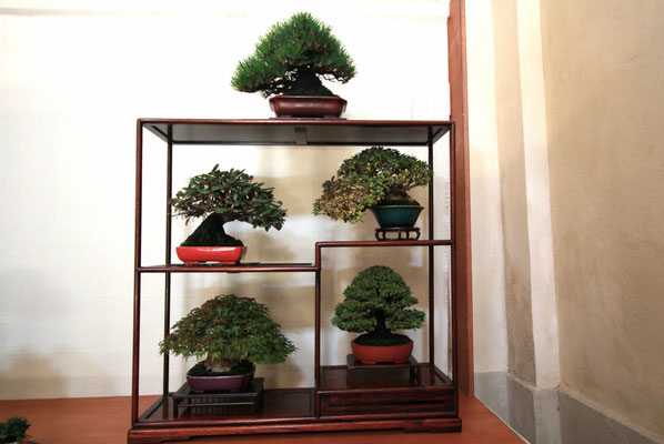 13. Composizione shohin - Sesia Bonsai Club