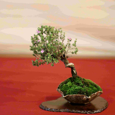 13 Timo - Bonsai Blu