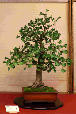 5 Ginkgo Biloba - Bonsainsieme