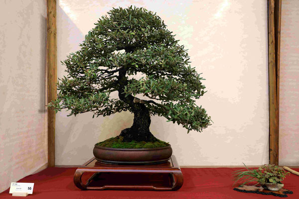 16 Leccio Quercus Ilex - Studio Botanico