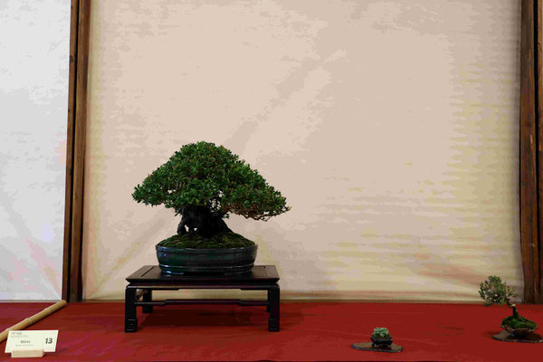 13 Mirto - Bonsai Blu