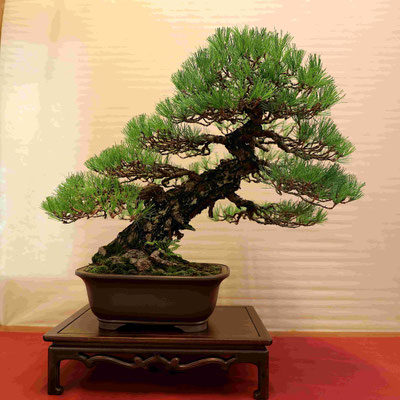 26 Pino nero giapponese - Bonsai do Groane